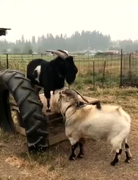 I thought it was people talking at first 😂