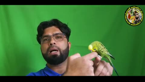 How To Tame & Trust Budgies Knowledgeable Video Urdu/Hindi