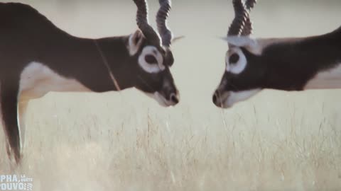 Bataille avec les cornes