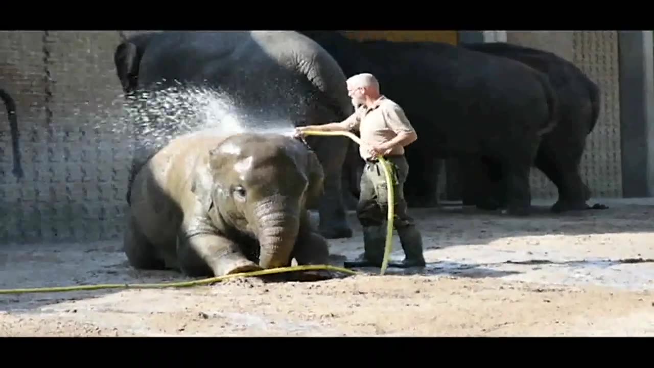 Cute elephant baby love to bath