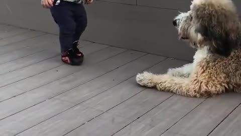 toddlier meets a dog foe the first time