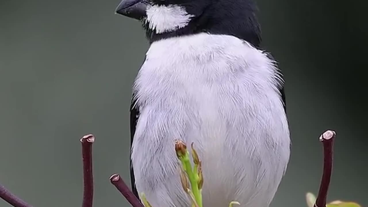 Beautifull bird sound..