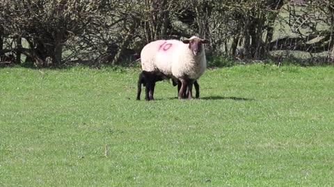 Lamb Sheep Black Lamb Running White Farm Animal