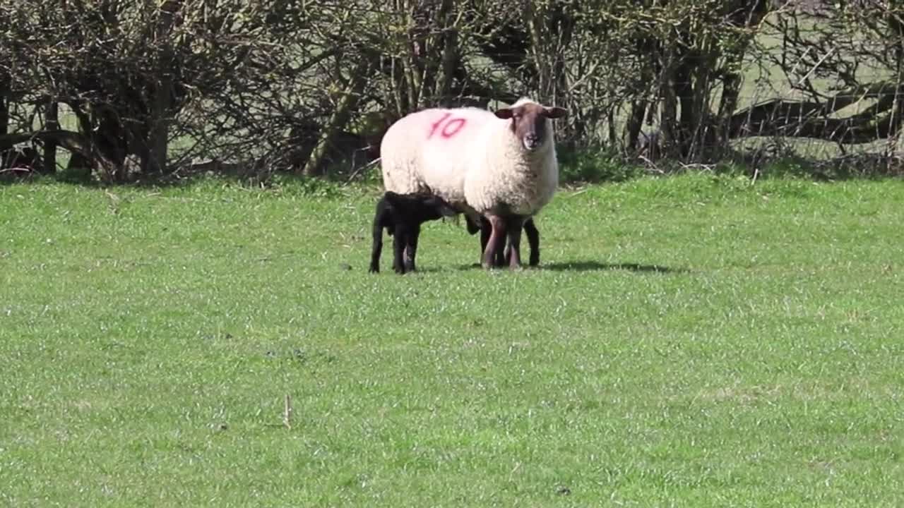 Lamb Sheep Black Lamb Running White Farm Animal