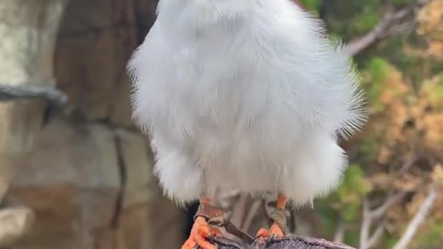 Some African Pygmy Falcon ASMR from Tanzi!