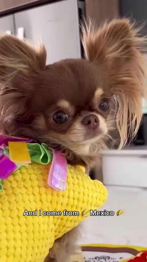 Chihuahuas are the best dogs -- _except on Mundays. That_s when the gremlin mode gets activated