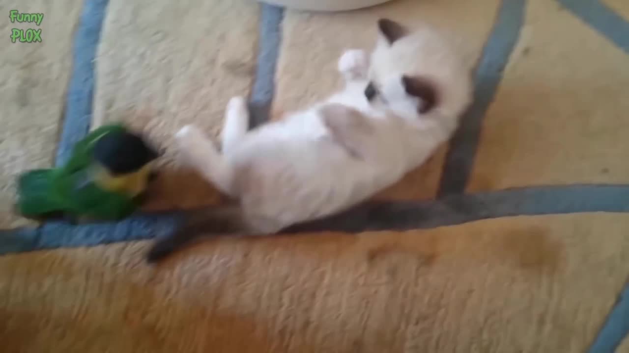 Cat new video funny video