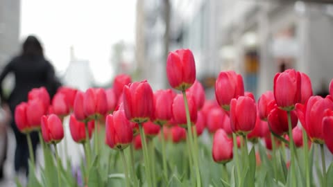 Red Tulips