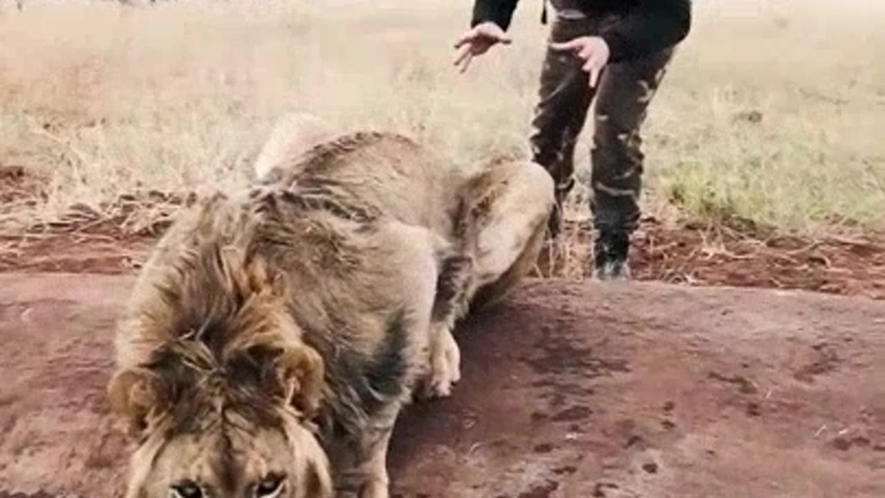 Roaring Fear : The Art of Lion Intimidation