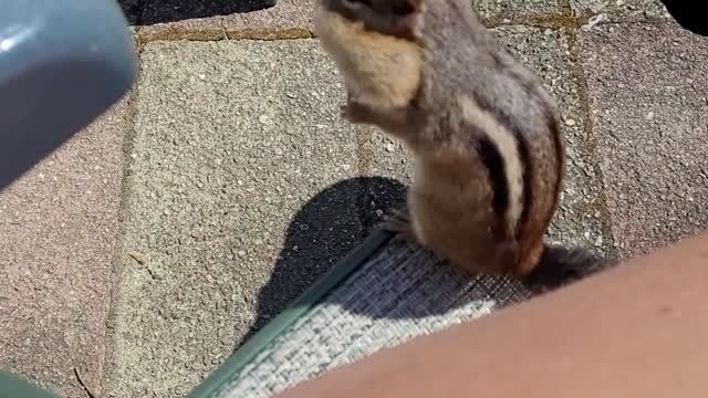 Making Friends With a Chipmunk