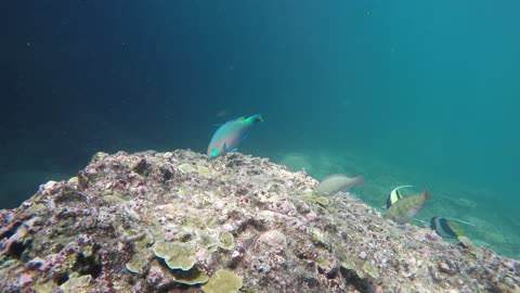 fishes underwater(sea)