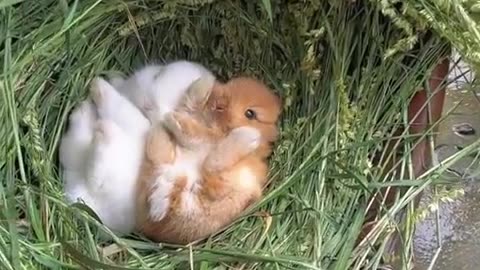 On a rainy day, the little bunny sleeps in its cozy grass nest