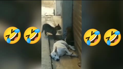 Cat fight funny moments 🤣😺