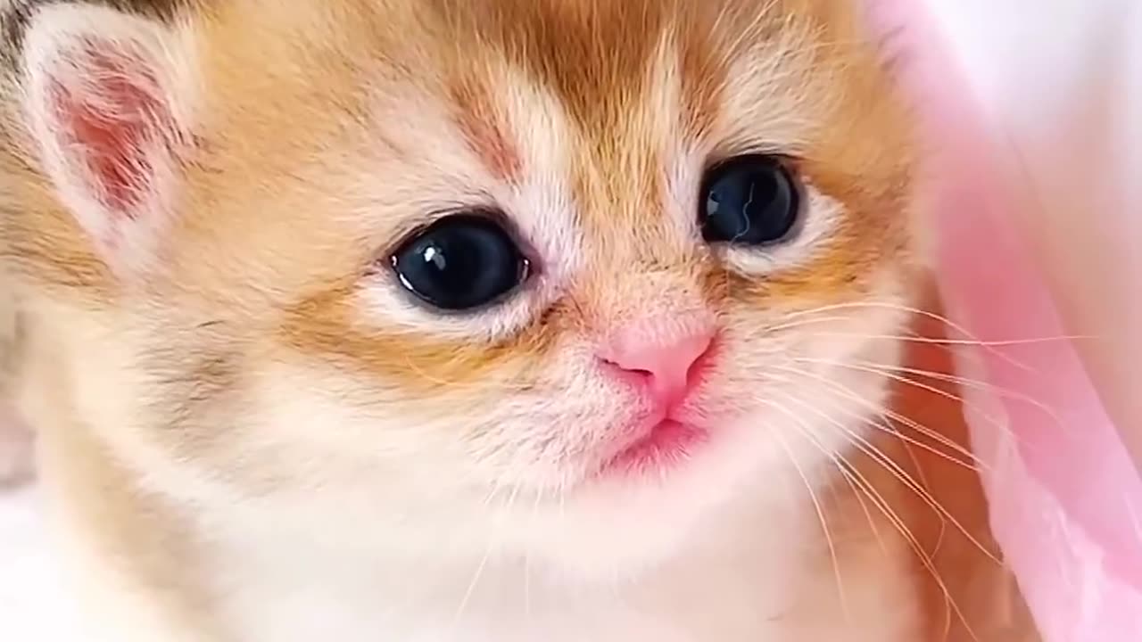 Kitten meow meow