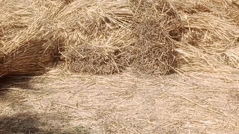 wheat harvesting