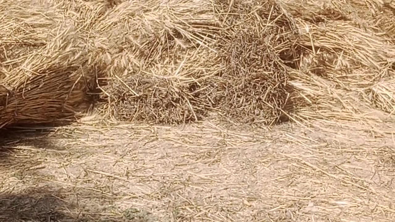 wheat harvesting