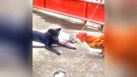 Cat video funny