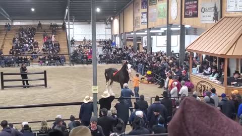 $100,000 Clydesdale Stallion at Topeka!