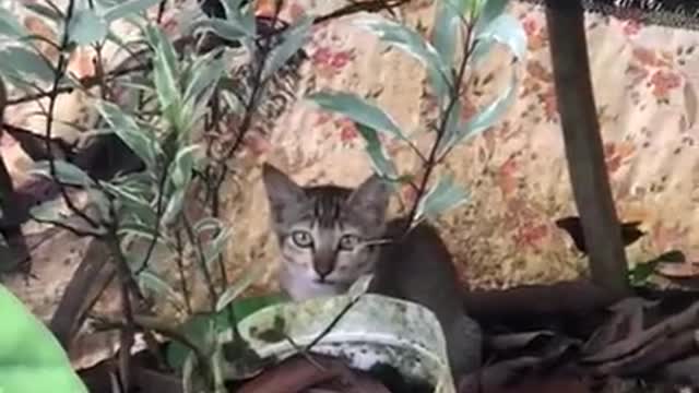 funny cat videos | cute cat videos | cute animals | funny cats Playing Time with Me 09 #shorts