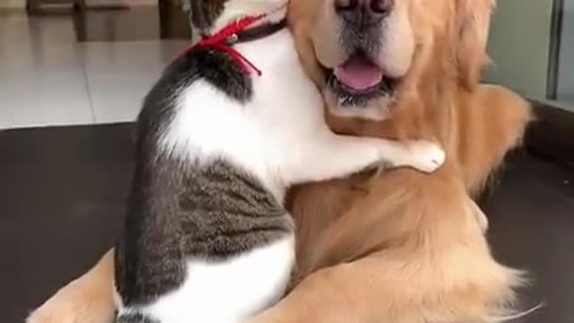 Funny dog and cat beautiful video (nice video )