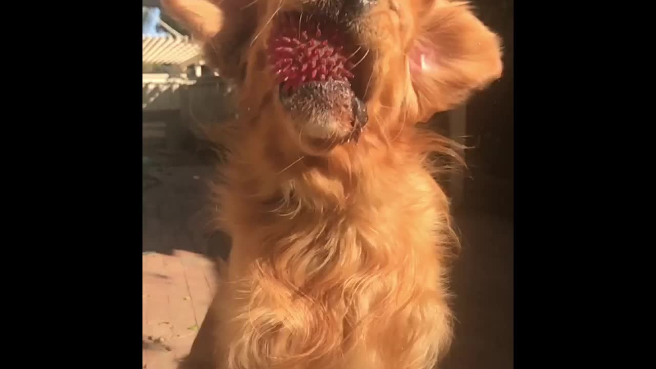 Goofy tongue golden retriever Dexter catches ball in slow motion.