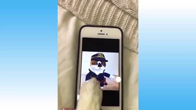 Funny and Cute Cat's Life 👯😺 Cats and Owners are the best friends Videos
