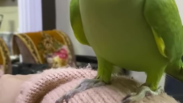 Talented Ringneck Talking Parrot