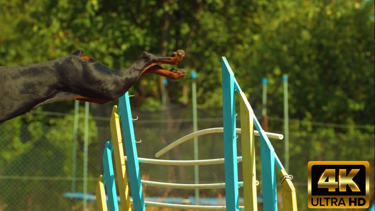 Unbelievable Dog Jump || Ultra HD Video || 4K Quality