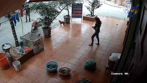 funny animal attack