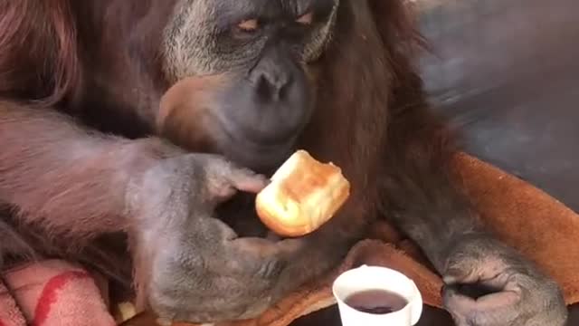 Monkey On Breakfast