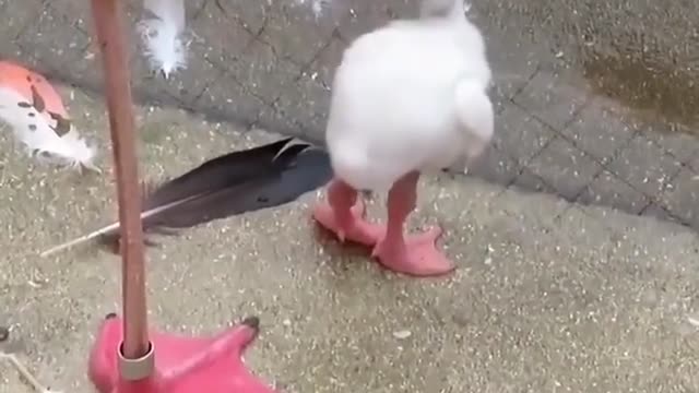 Beautiful Duck