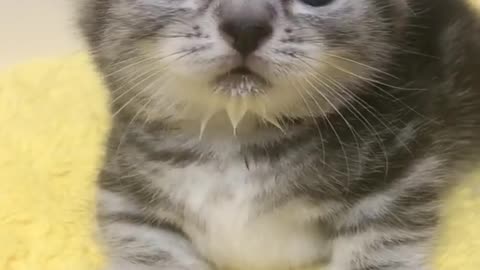 OMG So Cute Cats ♥ Best Funny Cat ❤️🐈Videos 2021 #shorts