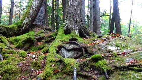 Tree Face