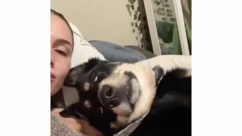funny animals,funny animals life,cute dogs