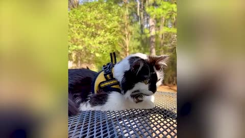 Funny and comedy animal 7