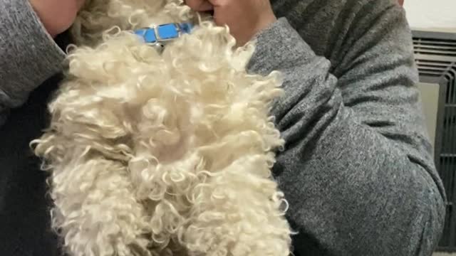 Playing with the New Family Dog at Dinner