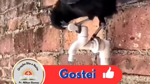 É de Espantar ???