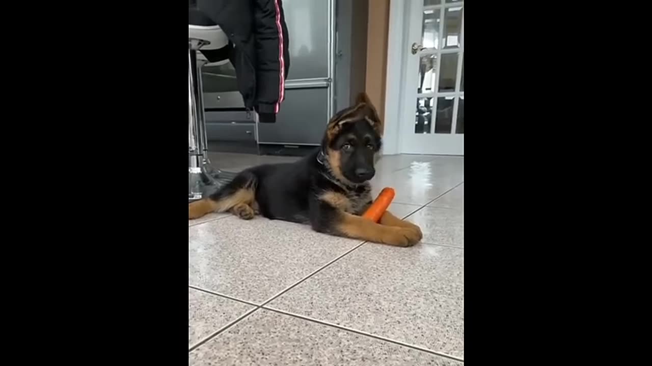 funny animals
