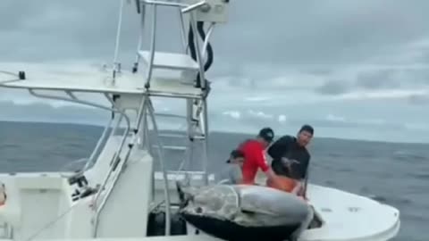 Catch a Huge Yellow Fin Tuna