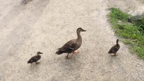 Cute Baby Ducks Following Mom