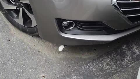 Lost Kitten Found Hiding Inside Car