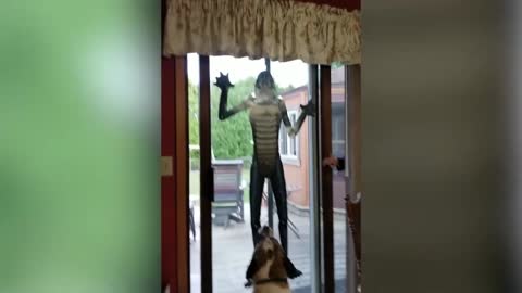 prank in the dog