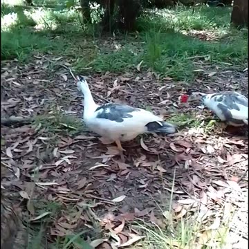 Ducks Wagging Their Tails 😁🥰Kookaburras Laughing and Cicadas Roaring 😂