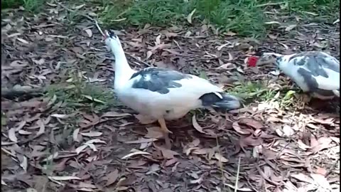 Ducks Wagging Their Tails 😁🥰Kookaburras Laughing and Cicadas Roaring 😂