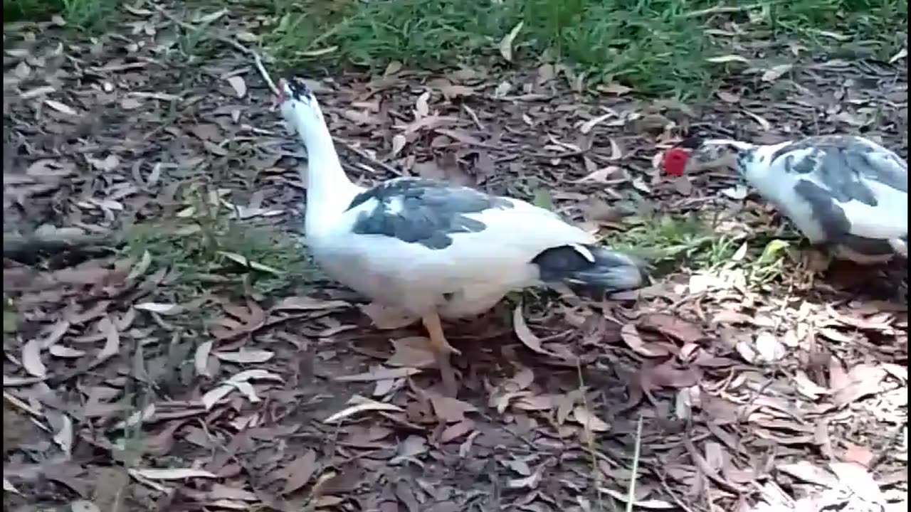 Ducks Wagging Their Tails 😁🥰Kookaburras Laughing and Cicadas Roaring 😂