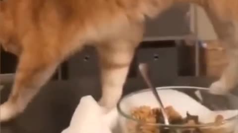 Funny Animal