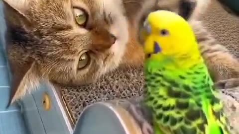 #cute_pets #Cute Parrot #cute cat