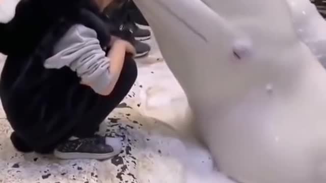 cute beluga whale kissing a girl - viral video