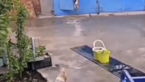 Random Guest Dog Training