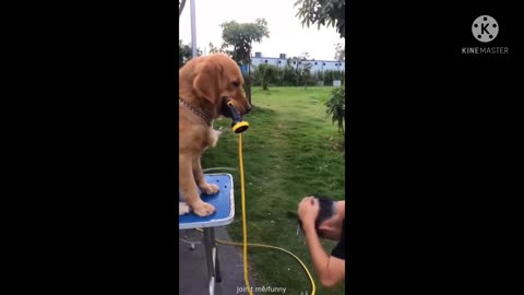 New Funny Dog, very funny😂😜2022